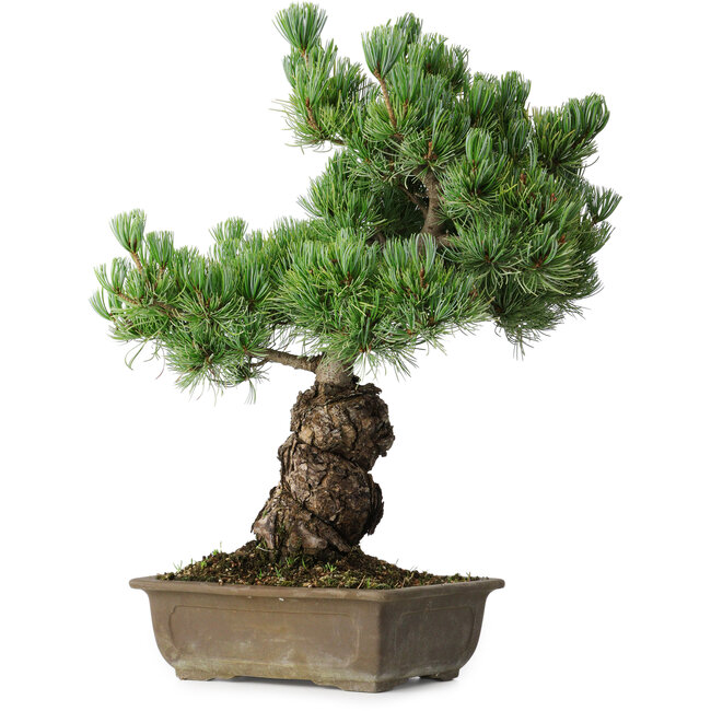 Pinus parviflora, 44,5 cm, ± 15 años