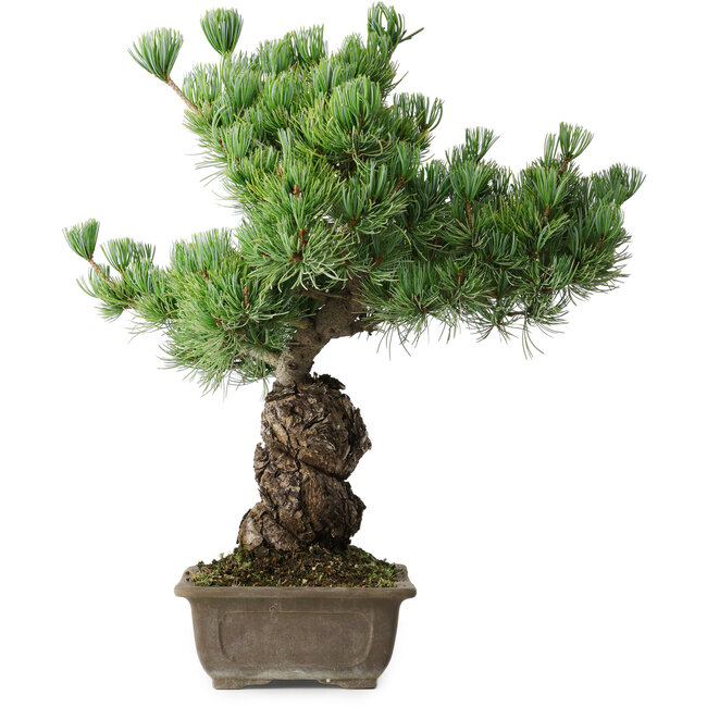 Pinus parviflora, 44,5 cm, ± 15 jaar oud