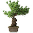 Pinus parviflora, 44,5 cm, ± 15 jaar oud