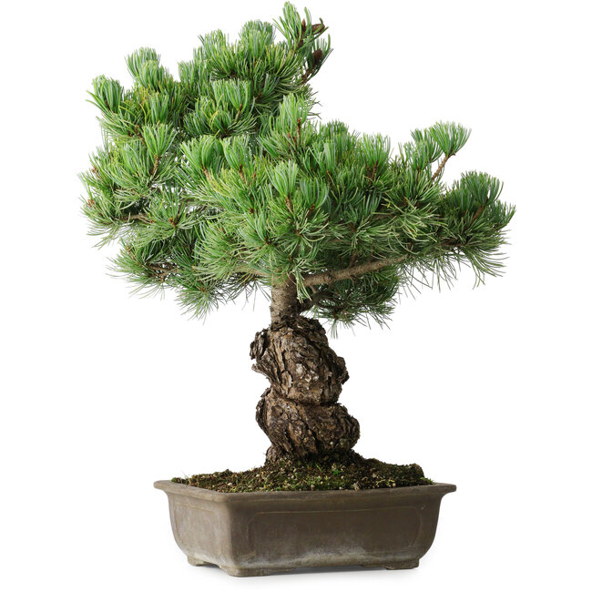 Pinus parviflora, 44,5 cm, ± 15 años