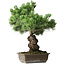 Pinus parviflora, 44,5 cm, ± 15 ans