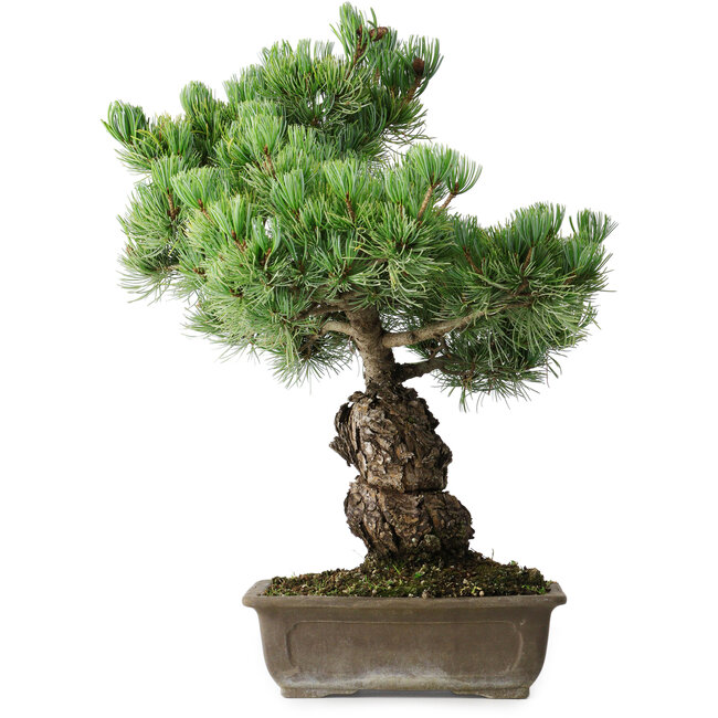 Pinus parviflora, 44,5 cm, ± 15 jaar oud