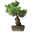 Pinus parviflora, 44,5 cm, ± 15 ans