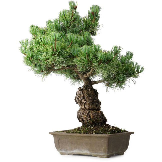 Pinus parviflora, 44,5 cm, ± 15 jaar oud