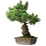 Pinus parviflora, 44,5 cm, ± 15 ans