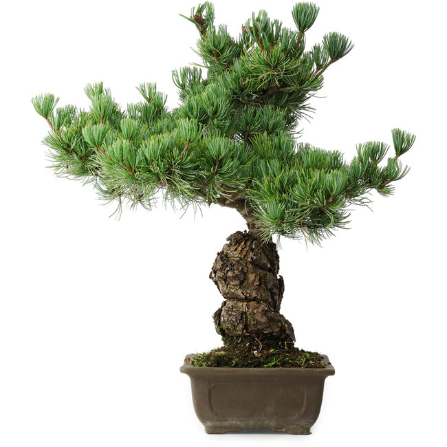 Pinus parviflora, 44,5 cm, ± 15 jaar oud
