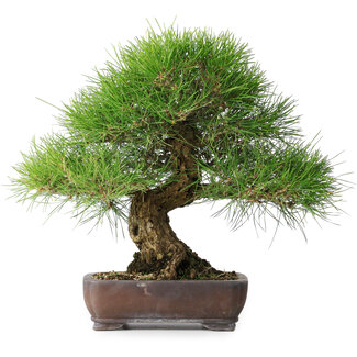Pinus thunbergii, 39 cm, ± 20 jaar oud