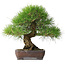 Pinus thunbergii, 39 cm, ± 20 jaar oud
