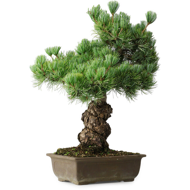 Pinus parviflora, 44,5 cm, ± 15 anni