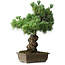 Pinus parviflora, 44,5 cm, ± 15 years old