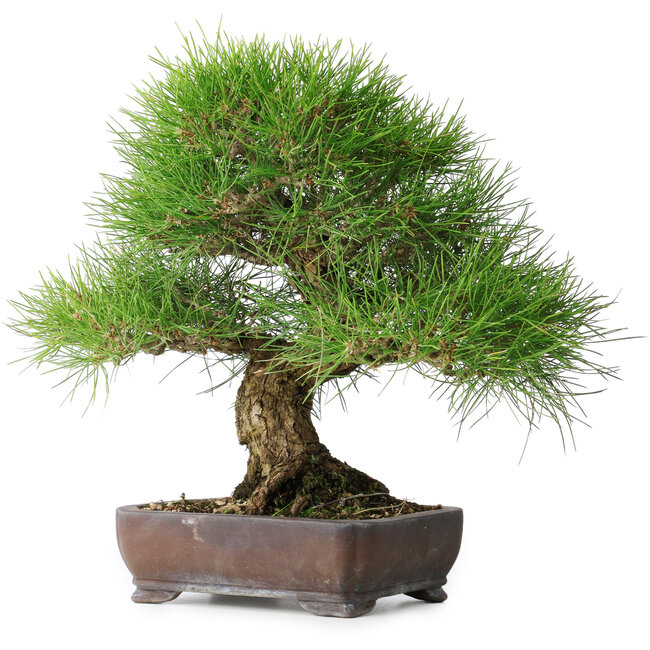 Pinus thunbergii, 39 cm, ± 20 ans