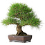 Pinus thunbergii, 39 cm, ± 20 years old