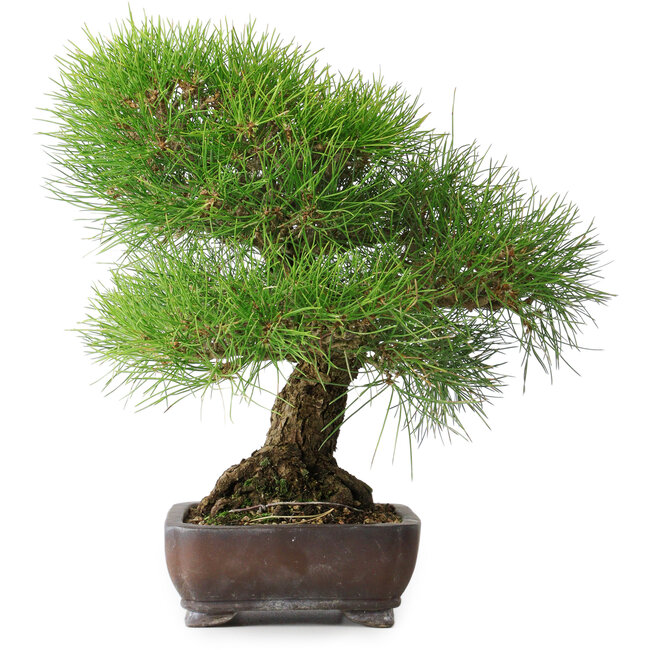 Pinus thunbergii, 39 cm, ± 20 jaar oud