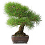 Pinus thunbergii, 39 cm, ± 20 jaar oud