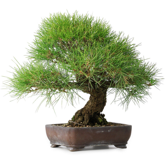Pinus thunbergii, 39 cm, ± 20 jaar oud