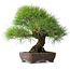 Pinus thunbergii, 39 cm, ± 20 Jahre alt