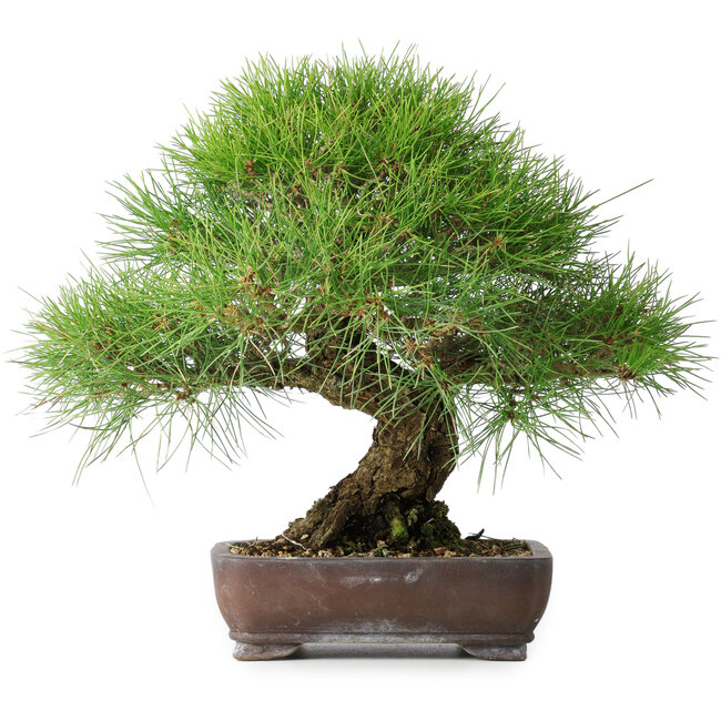 Pinus thunbergii, 39 cm, ± 20 ans