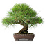 Pinus thunbergii, 39 cm, ± 20 Jahre alt