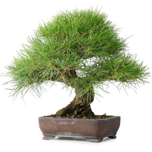 Pinus thunbergii, 39 cm, ± 20 ans