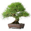 Pinus thunbergii, 39 cm, ± 20 anni