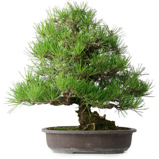 Pinus thunbergii, 52,5 cm, ± 20 jaar oud