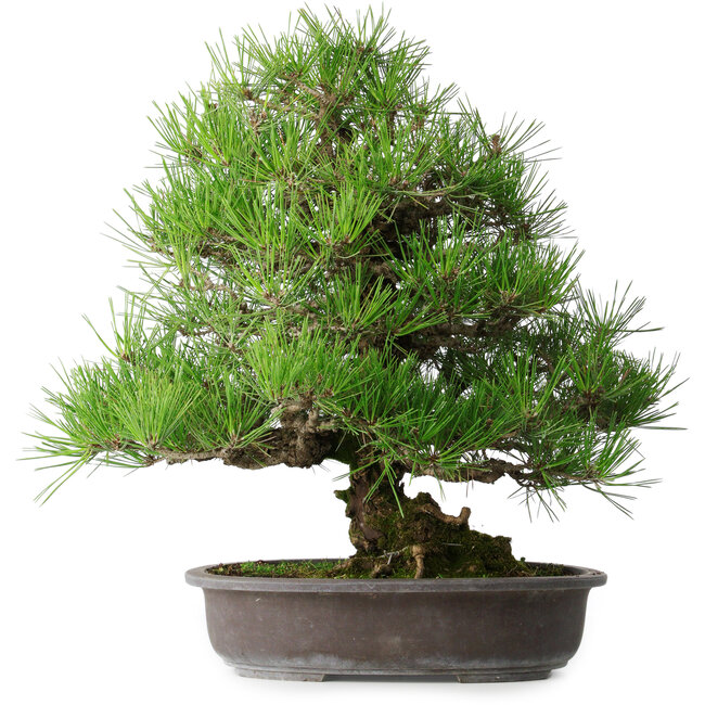 Pinus thunbergii, 52,5 cm, ± 20 jaar oud