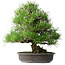Pinus thunbergii, 52,5 cm, ± 20 ans