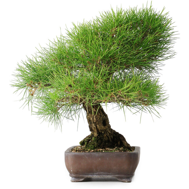 Pinus thunbergii, 39 cm, ± 20 ans