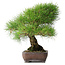 Pinus thunbergii, 39 cm, ± 20 ans