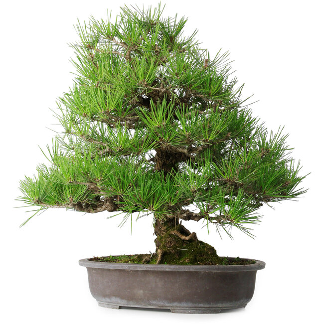 Pinus thunbergii, 52,5 cm, ± 20 anni