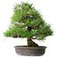 Pinus thunbergii, 52,5 cm, ± 20 ans