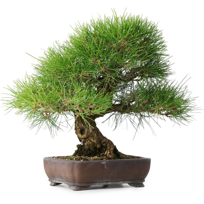 Pinus thunbergii, 39 cm, ± 20 ans