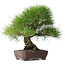 Pinus thunbergii, 39 cm, ± 20 Jahre alt