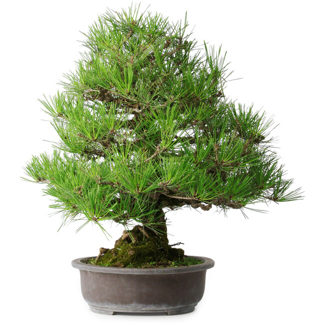 Pinus thunbergii, 52,5 cm, ± 20 Jahre alt