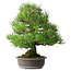Pinus thunbergii, 52,5 cm, ± 20 años