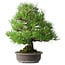 Pinus thunbergii, 52,5 cm, ± 20 jaar oud