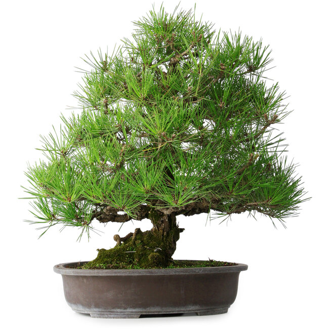 Pinus thunbergii, 52,5 cm, ± 20 años