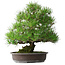 Pinus thunbergii, 52,5 cm, ± 20 anni