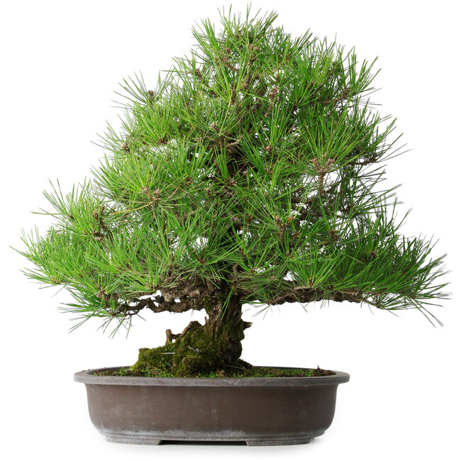 Pinus thunbergii, 52,5 cm, ± 20 ans