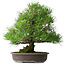 Pinus thunbergii, 52,5 cm, ± 20 ans
