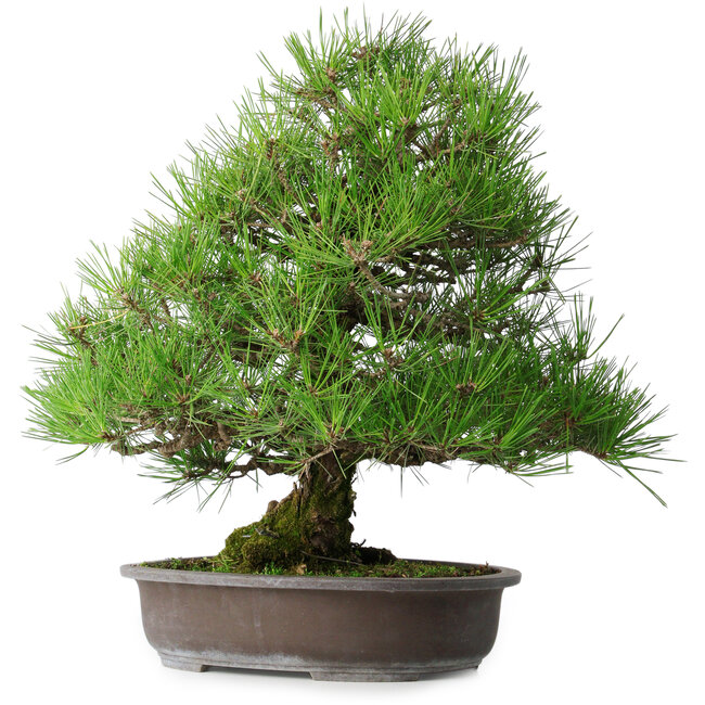 Pinus thunbergii, 52,5 cm, ± 20 ans