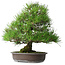 Pinus thunbergii, 52,5 cm, ± 20 Jahre alt