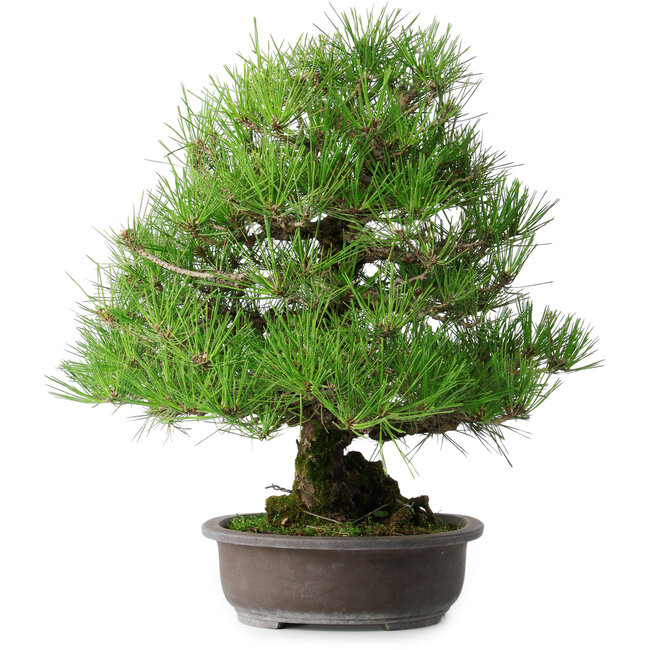 Pinus thunbergii, 52,5 cm, ± 20 jaar oud