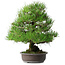 Pinus thunbergii, 52,5 cm, ± 20 Jahre alt