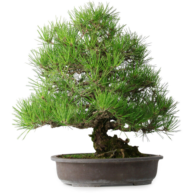 Pinus thunbergii, 52,5 cm, ± 20 jaar oud