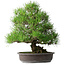 Pinus thunbergii, 52,5 cm, ± 20 anni