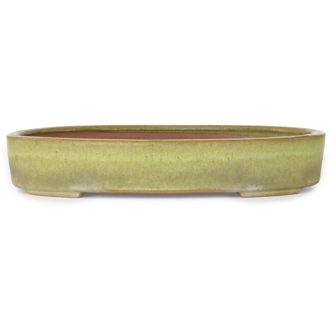 Maceta ovalada amarilla para bonsái de Reiho - 285 x 220 x 50 mm