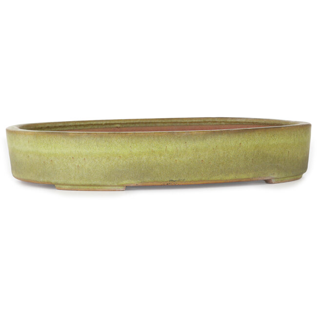 Maceta ovalada amarilla para bonsái de Reiho - 285 x 220 x 50 mm