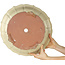 Lotus beige bonsai pot - 440 x 440 x 135 mm