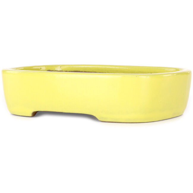 Vaso bonsai ovale giallo di Yamafusa - 210 x 163 x 52 mm